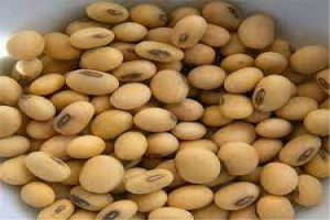 Soya Beans from Ghana